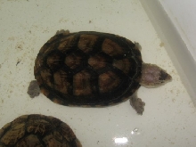 Kinosternon integrum