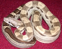 Motley female