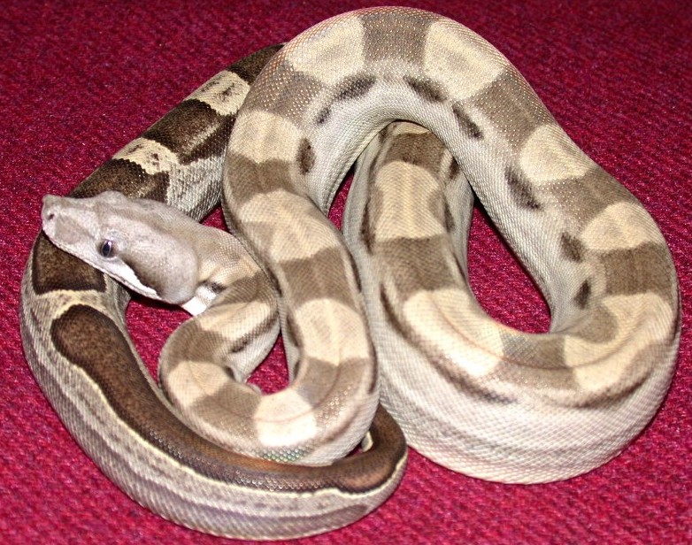 Motley female