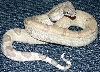 04 Male Ghost