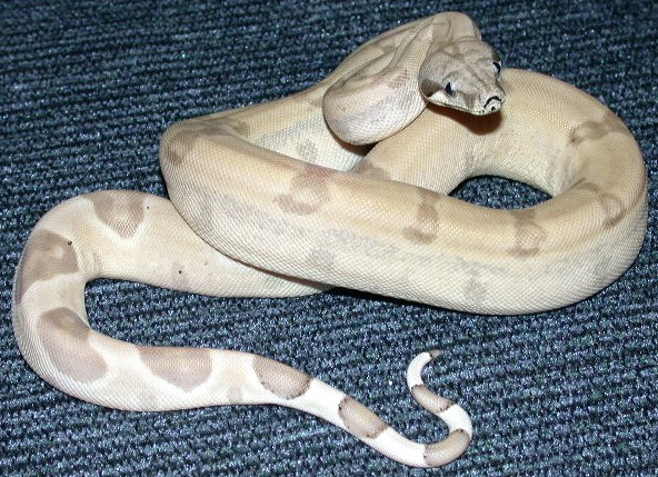 04 Male Ghost