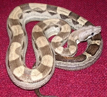 Motley female