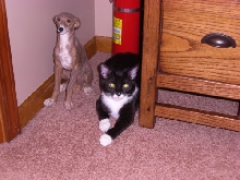 Chloe thinks she is a greyhound