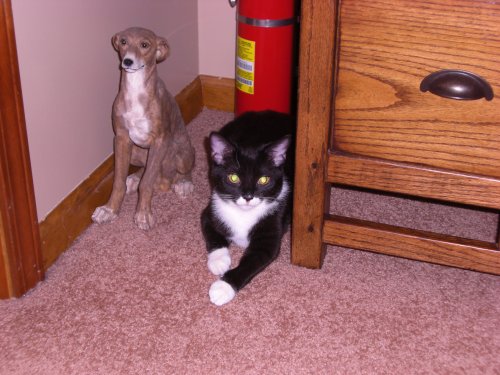 Chloe thinks she is a greyhound