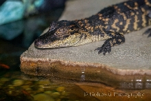 Baby Alligator