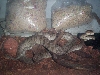 Corallus Hortulanus