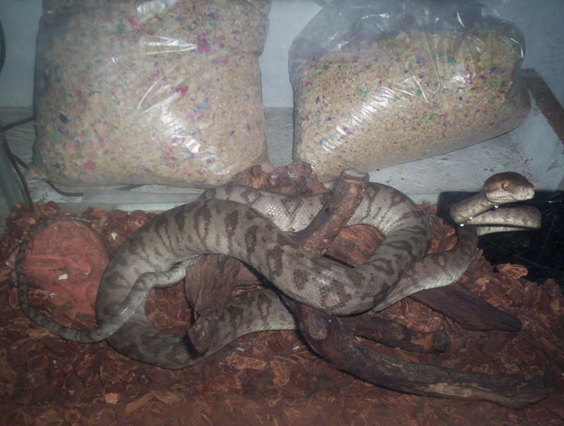 Corallus Hortulanus