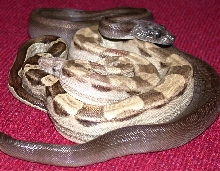Motley female