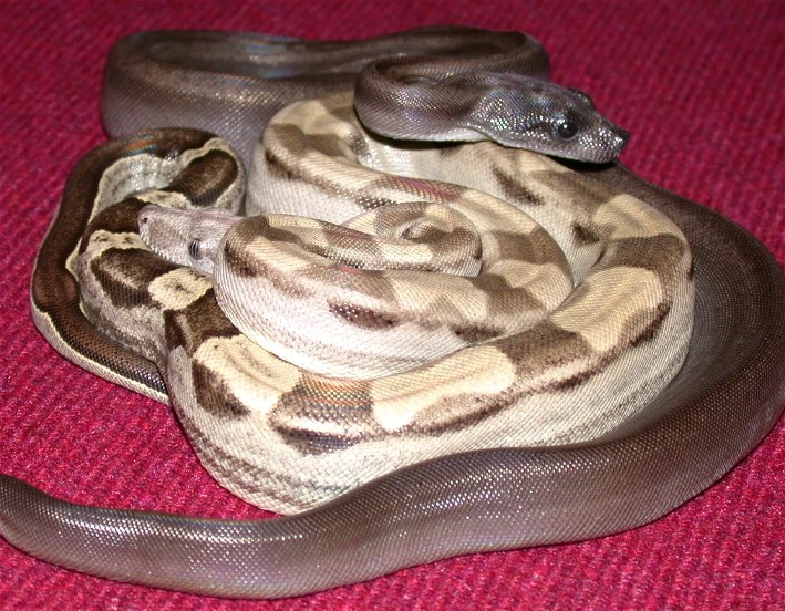 Motley female