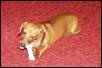 Candy chewing on bone