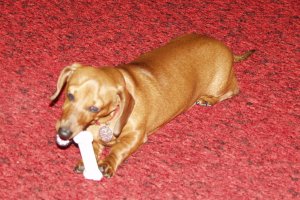 Candy chewing on bone