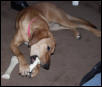 Cassie my fur-niece