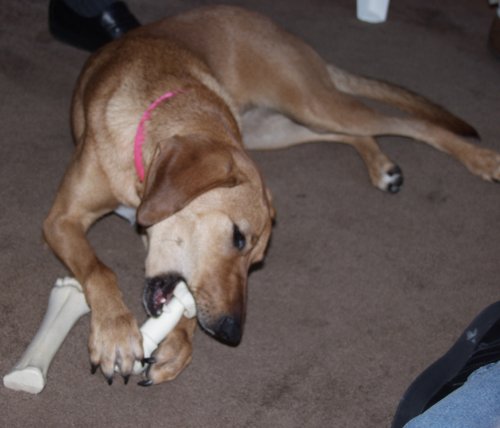 Cassie my fur-niece