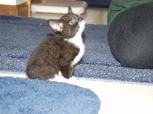 Chloe