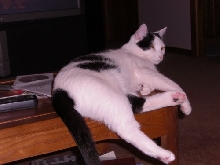 Clark on the coffee table