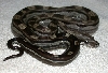 Motley Female-1