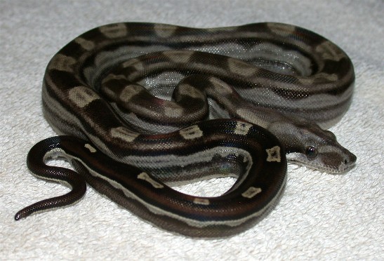 Motley Female-1
