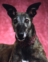 Jadzia