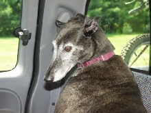 Jadzia in back of truck