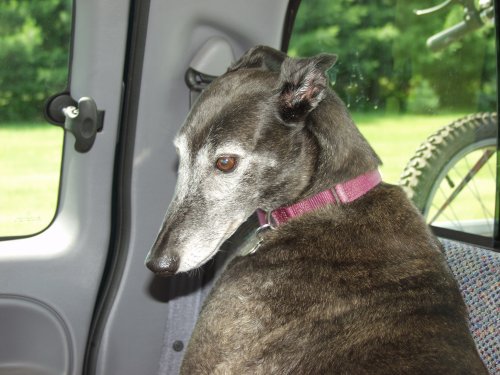 Jadzia in back of truck