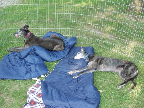 Girls in Exercise Pen