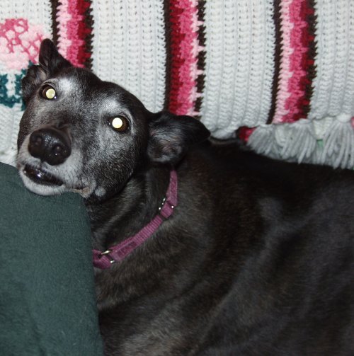 Jadzia
