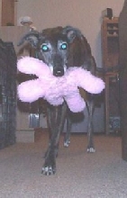 Kira w/toy