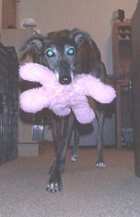 Kira w/toy
