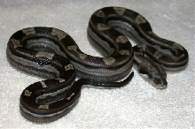 Motley Male-1