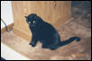 Shadow the Man