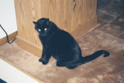Shadow the Man
