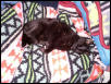 Shadow sleeping