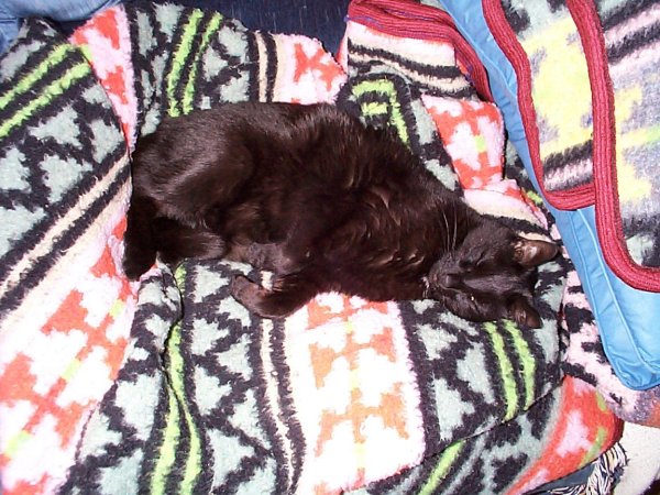Shadow sleeping