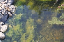 Algae in Pond