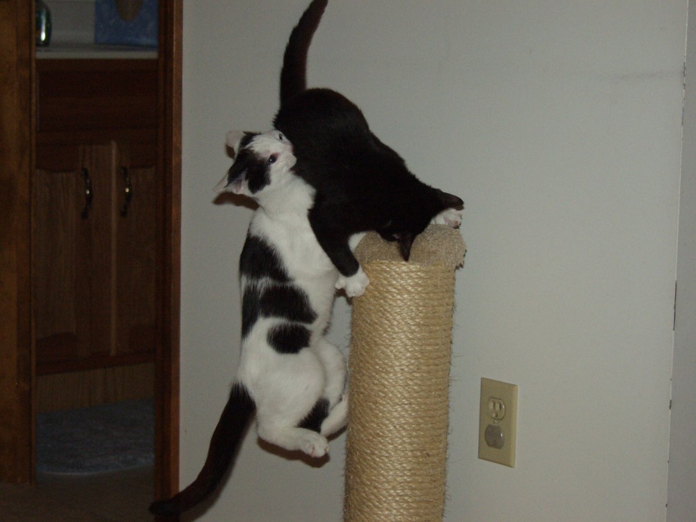 Attack!