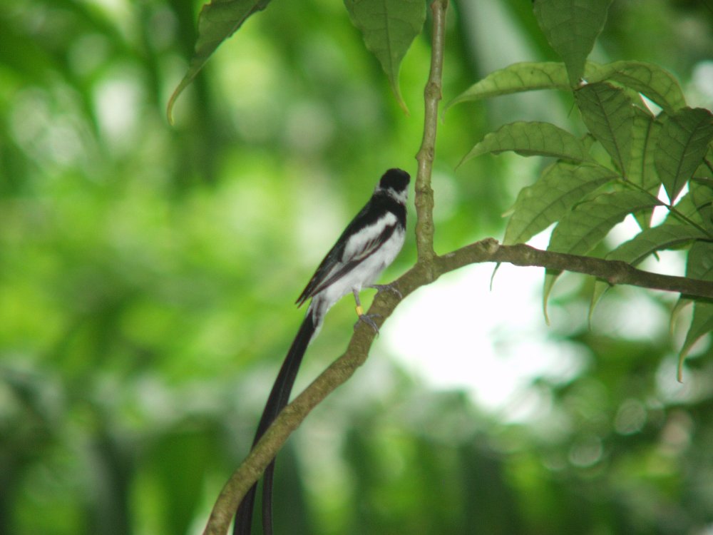 Very pretty bird