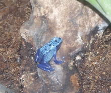 Frog at Moody Gardens