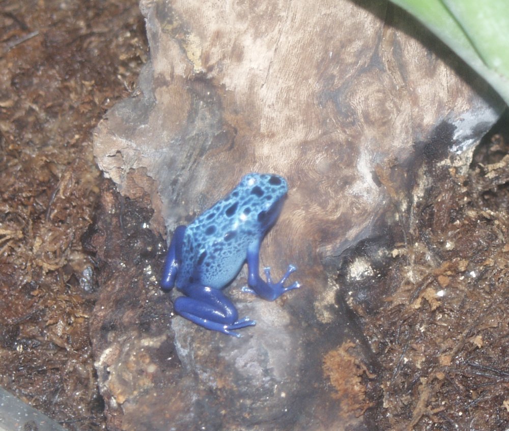 Frog at Moody Gardens