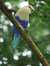 Another pretty bird