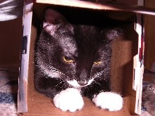 cat in the box