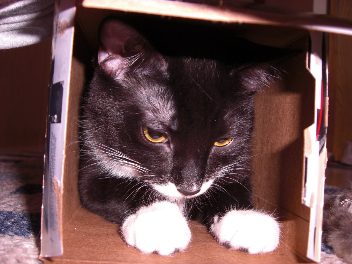 cat in the box