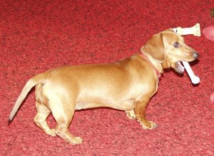 Candy with bone