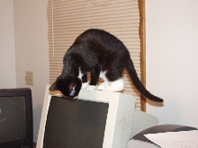 On the monitor