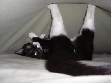 Chloe on the bed