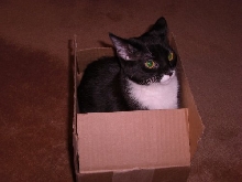 Chloe in a box