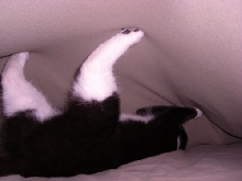 Chloe under covers