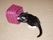 Chloe in a basket