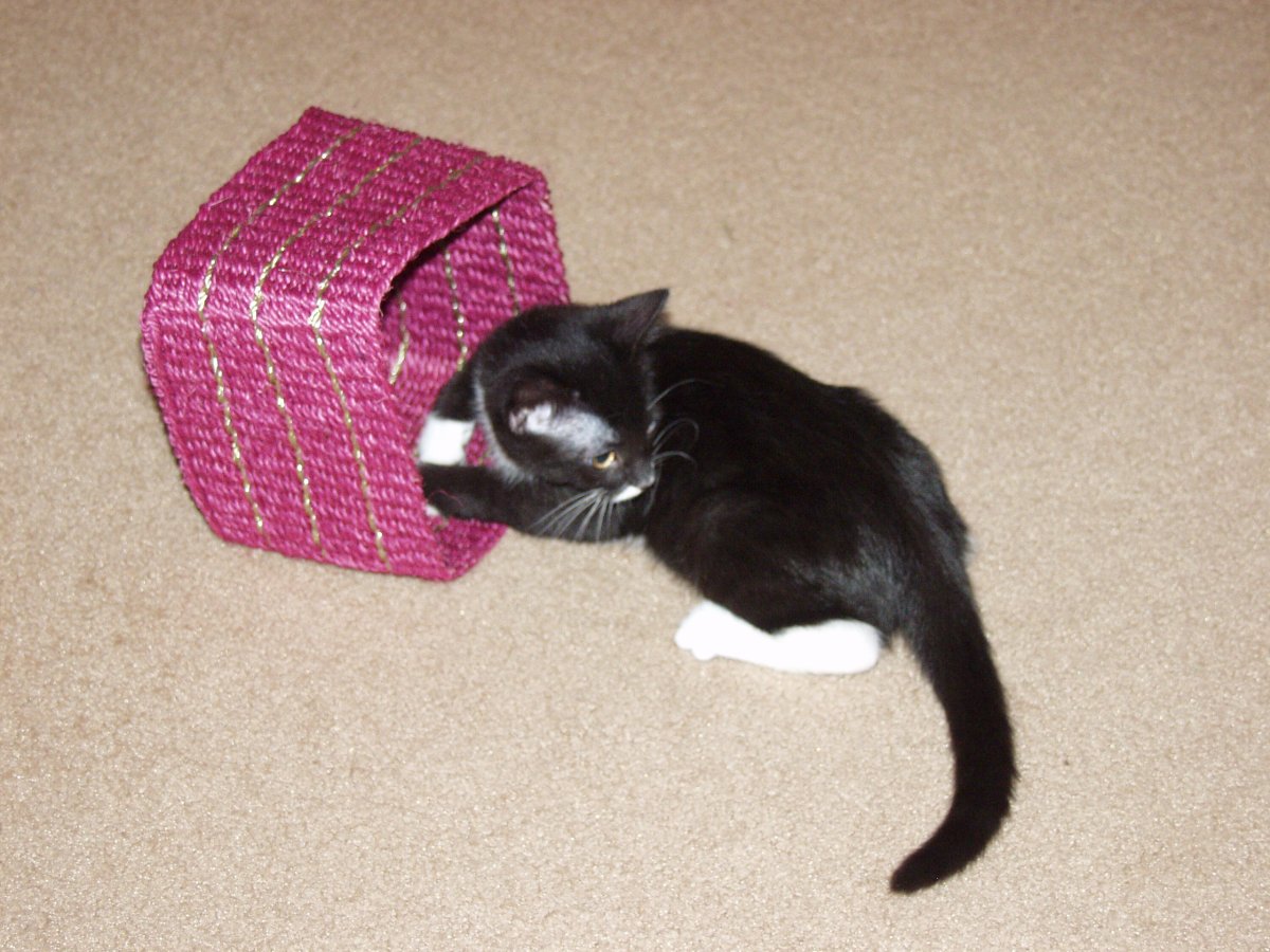Chloe in a basket