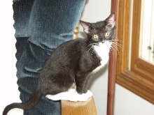 Chloe on the arm of the chair
