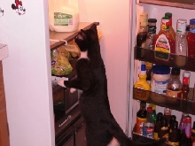 Chloe in the fridge
